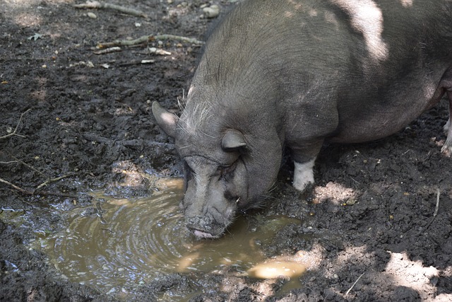 贝克汉姆捧杯狂喜，14岁小七穿抹胸太成熟，大儿子却在家熬汤